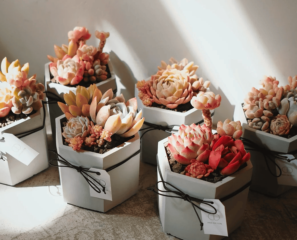 Succulents in concrete pots